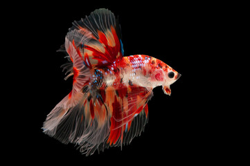 Fototapeta premium siam betta fish in thailand