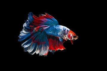 siam betta fish in thailand