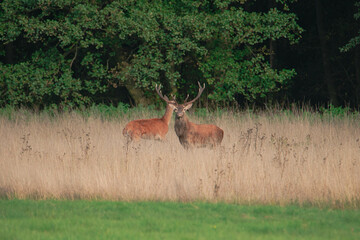 Jelenie na leśnej polanie pokrytej suchą żółtą trawą. Jest jesień, okres godowy jeleni.