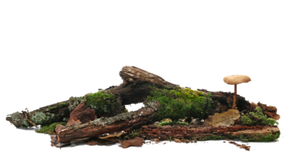 Green moss on rotten branch with mushroom isolated on white, side view