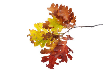 Oak leaves on branch, colorful foliage in autumn isolated on white 