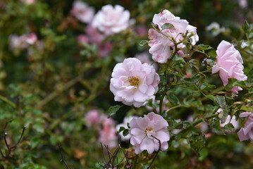 Light pink rose hip bush