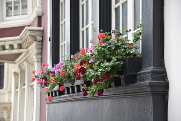 Fototapeta na wymiar flowers on the window