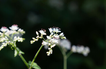 森の木陰で生息するシャクチリソバ