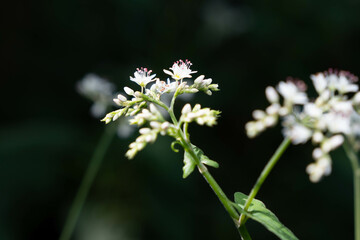 森の木陰で生息するシャクチリソバ