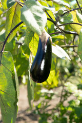 美味しい秋茄子