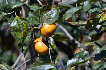 秋の味覚の美味しい柿