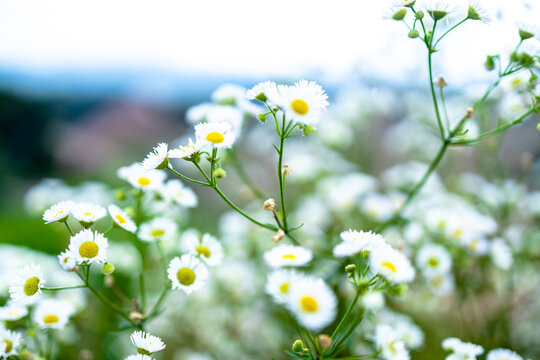 Many beautiful white dasies flower and green leaves in the garden. White dasies flower in dasie field. close-up of white dasies flower in the garden. flowers background.