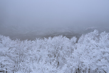 雪山の霧氷