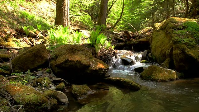 A stream in the summer forest. Forest landscape
