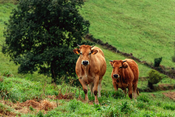 two cows walking in the meadow