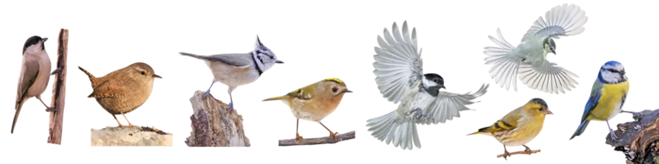 Poster Collection of European small birds, PNG, isolated on transparent background © Robin
