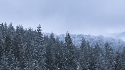 スキー場の杉の木