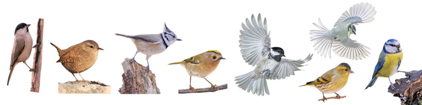 Collection of European small birds, PNG, isolated on transparent background