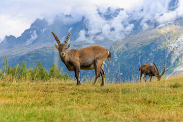 Alpine Ibex in front of Iconic Mont-Blanc Mountain Range on a cloudy Summer Day.
