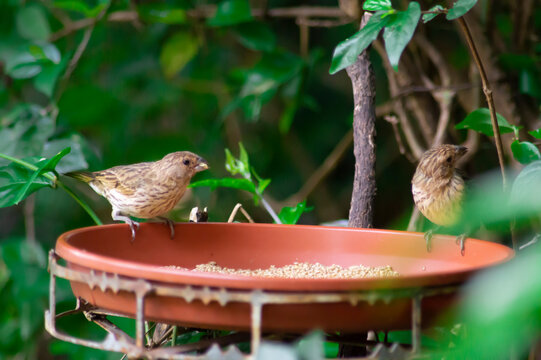 Ave Pajaro