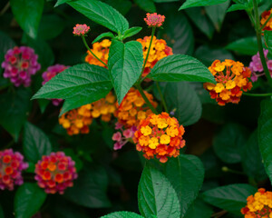 flores naranjas