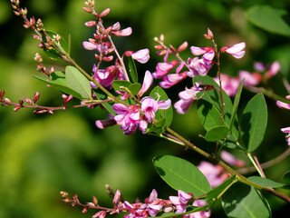 萩の花が咲いていた