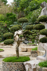 Fototapeta na wymiar Bonsai. A small beautifully trimmed tree grows in the city garden. There are large decorative stones around.