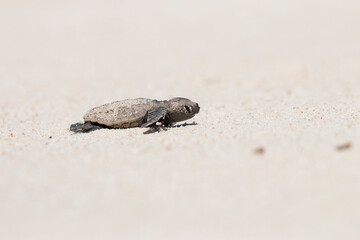 turtle hatchling on the beach
