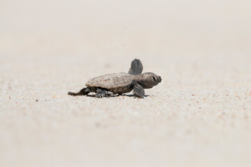 baby turtle on the beach