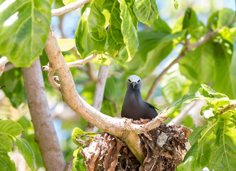 lesser noddy nesting