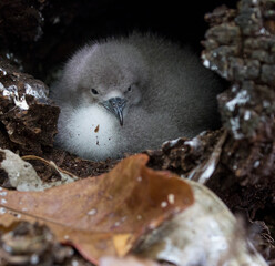 tropicbird chick 