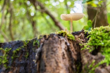Lights and shadows in the forest 