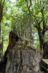 A small tree grows on an old stump in a tropical forest.