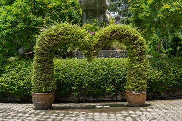 Ornamental shrub grows in large clay pots that stand on a stone path. Blooming trees in the background.