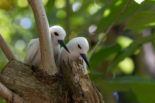 A Pair Of Fairy Tern