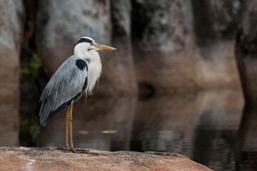 grey heron