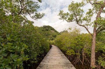 Fototapeta na wymiar wooden path over a mangrove forest