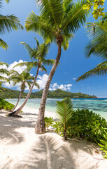 Fototapeta premium tropical beach with palm trees