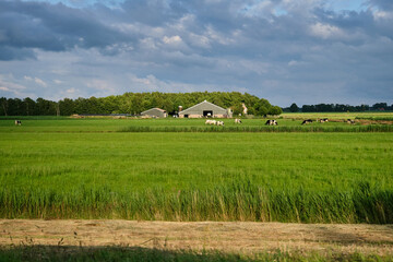 Cows in pasture with farm in the background. Dutch government wants to expropriate farmers to reduce livestock to solve the nitrogen crisis for housing and road construction