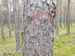 tree trunk in the forest