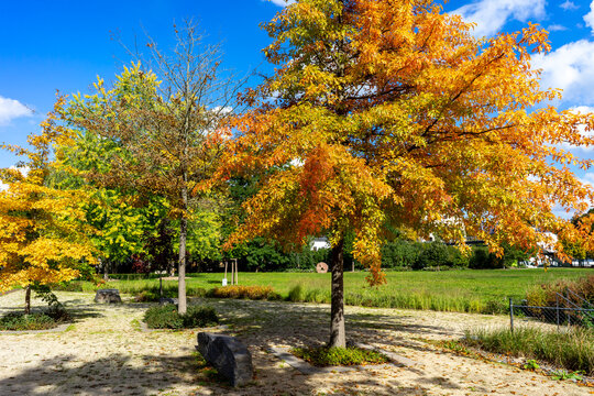 Bunte Bäume im Park Jahreszeit Herbst
