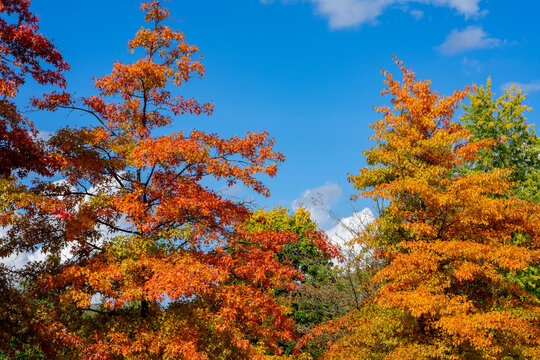 Bunte Herbst Landschaft der Bäume