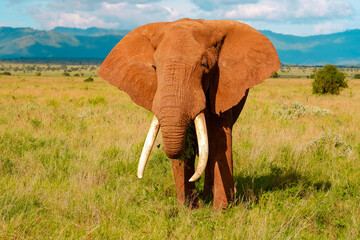 Fototapeta na wymiar Elefante africano rosso nel mezzo della savana in Kenya