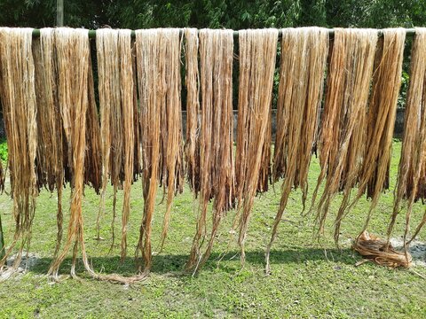Raw jute fiber hanging under the sun for drying. Jute cultivation in Assam, India. Jute is known as the golden fiber. It is yellowish brown natural vegetable fiber
