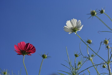 コスモスの花の接写