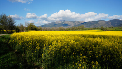 Obraz premium Pirineo 
