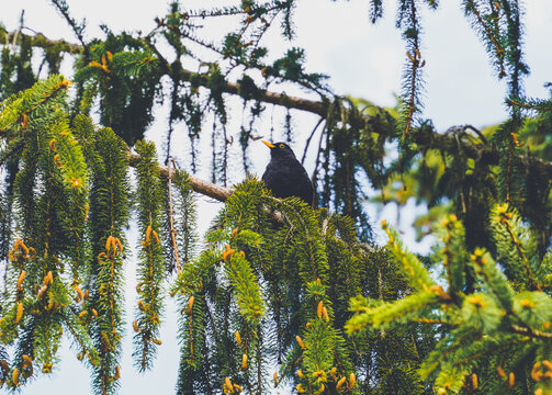 Merla, Turdus merula