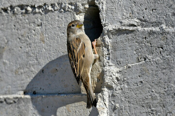 House Sparrow // Haussperling (Passer domesticus)
