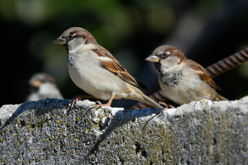 House Sparrow // Haussperling (Passer domesticus)