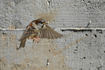 Haussperling // House Sparrow (Passer domesticus)