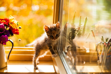 autumn windowsill. Bouquet of autumn flowers, and little kitten against beautiful autumn view