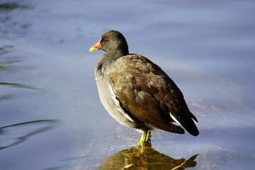 Common moorhen, Gallinula chloropus, swamp chicken. Rallidae family. 