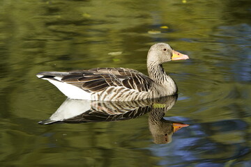 
Gray goose (Anser anser) Anatidae family. Hanover, Germany.