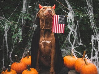 Charming, sweet brown dog, Count Dracula costume and American Flag. Closeup, indoors. Studio shot....